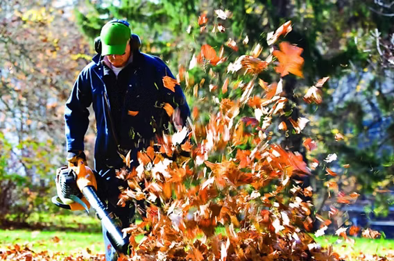 Leaf Removal